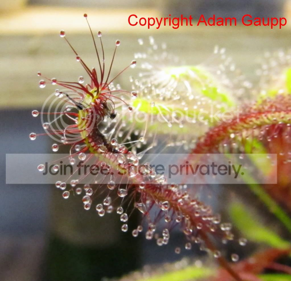 2010_12_2056CroppedandCopyrighted.jpg
