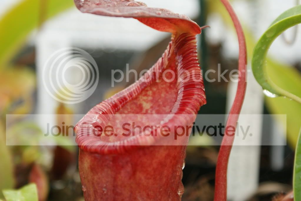 pitcherplants013.jpg