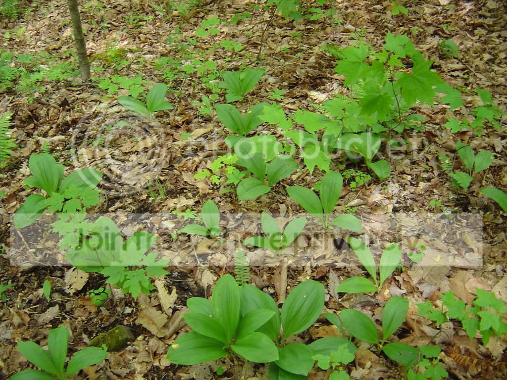 DSC03716.jpg