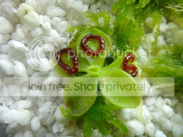 mexican_pings3_zps0018ad10.jpg
