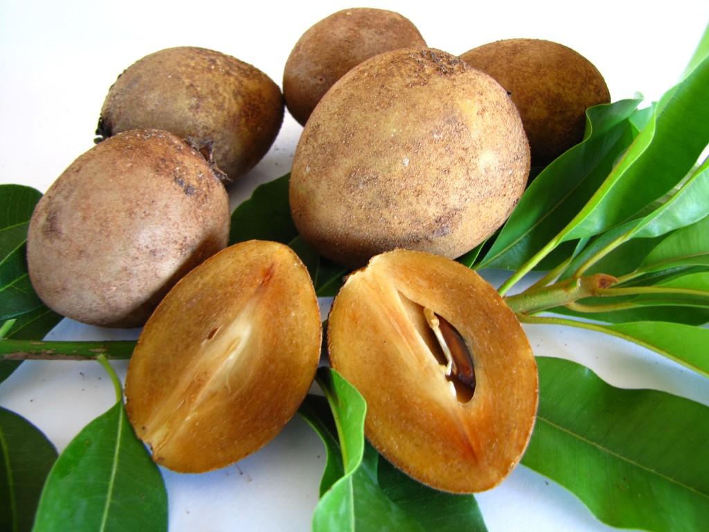 Sapodilla%20(35)%20(Medium).JPG