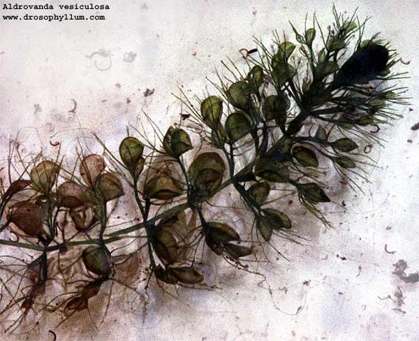 Aldrovanda08.jpg"