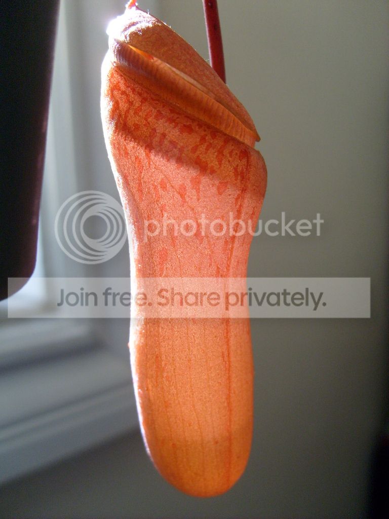 S6301217.jpg