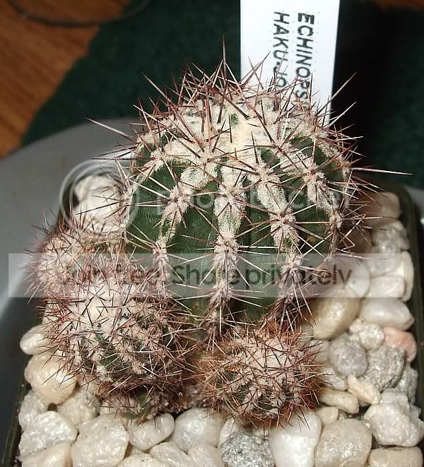 newcactisucculents008.jpg