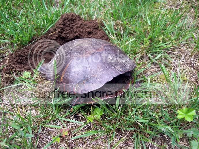 TURTLEFACE.jpg
