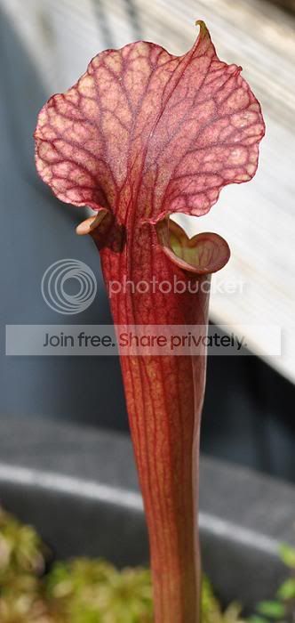 redsumatra.jpg