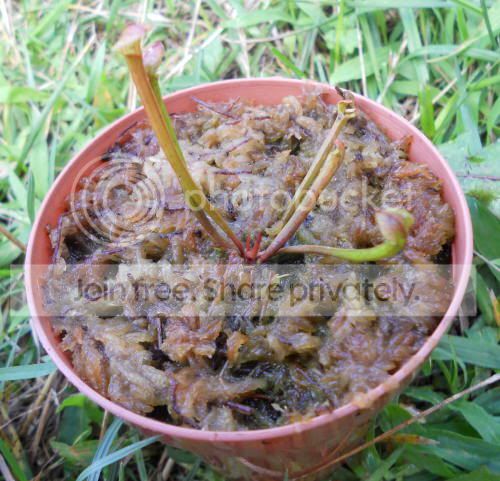 Sflavacuprea_8-5-11.jpg