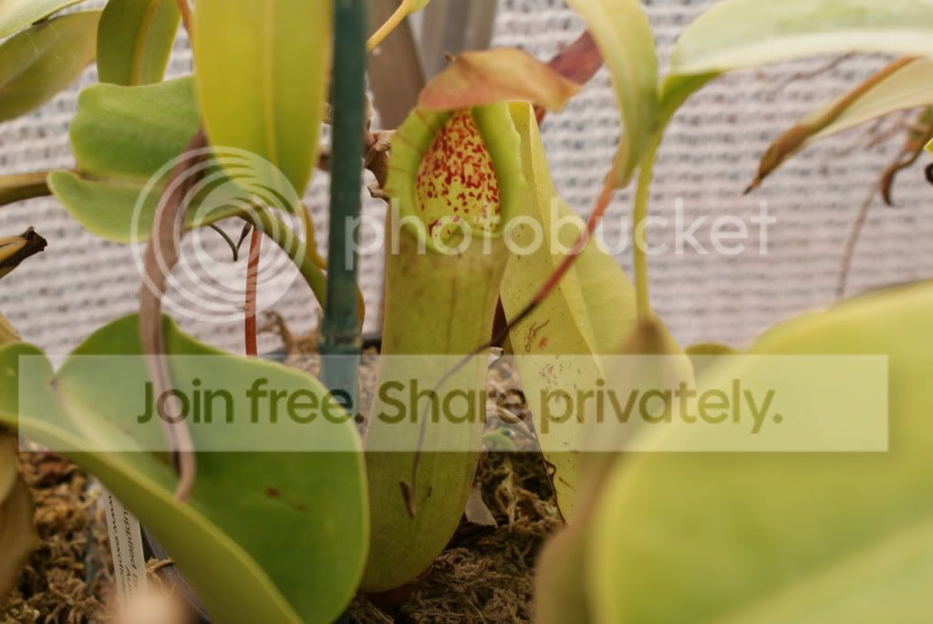 pitcherplants008.jpg