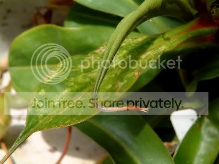 WebDSCF0042.jpg