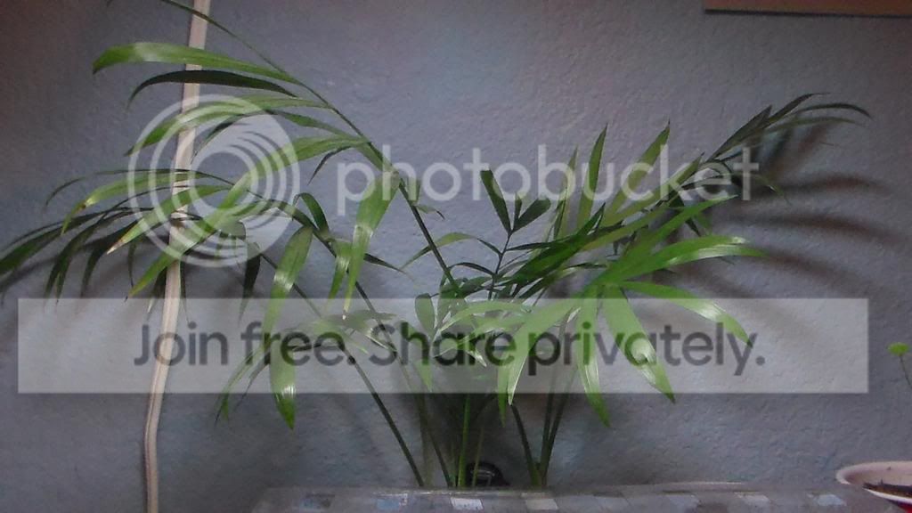 SAM_2506_zps8c3abc58.jpg