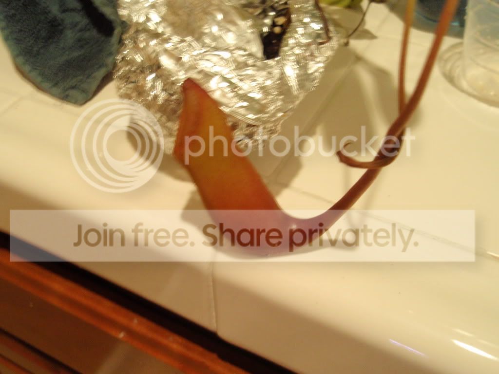 nepenthes037.jpg