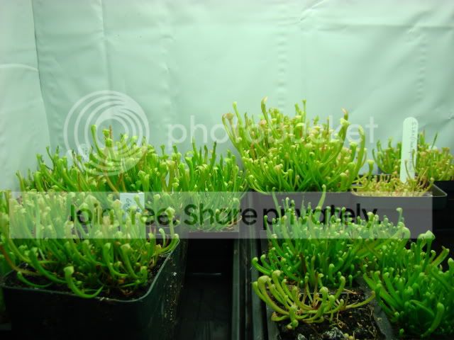 SeedlingsOct2010002.jpg