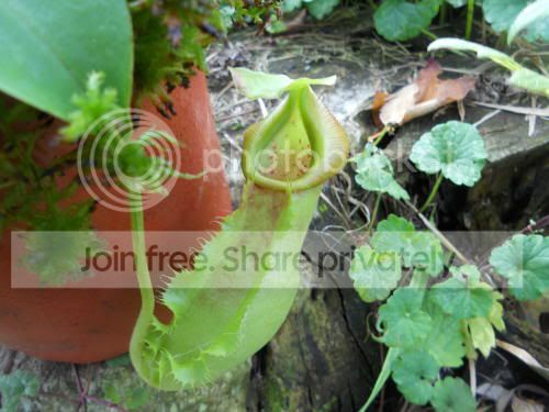 Nspathulata01_10-13-11.jpg