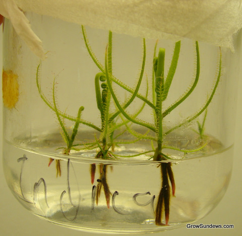 Indica_tissue_culture_post.JPG