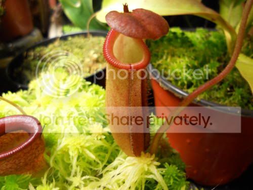 Nburbeddy_12-26-11.jpg