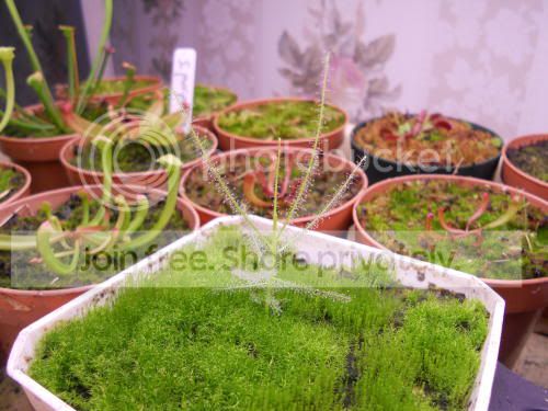 Bliniflora_11-21-11.jpg