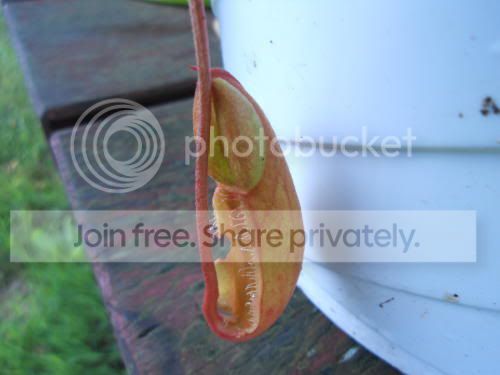 Nsmilesi_8-22-11.jpg