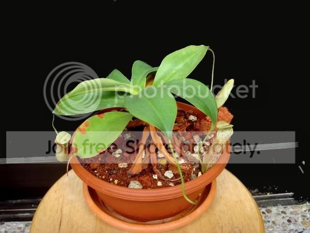 northiana_bal1_plant.jpg