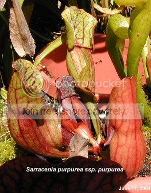 purpurea.jpg