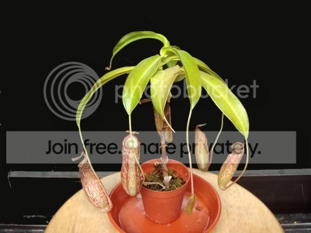 mxv_plant.jpg