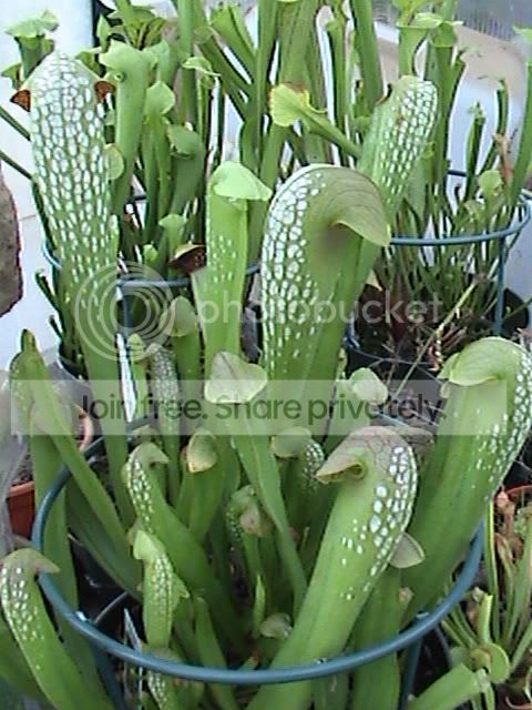BoomanFloral-Sminor.jpg