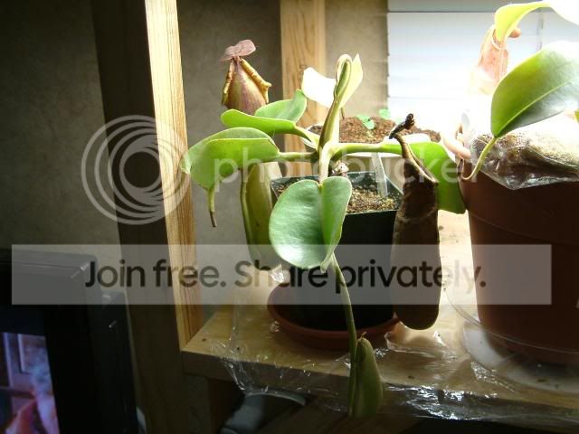 Moreplants002.jpg