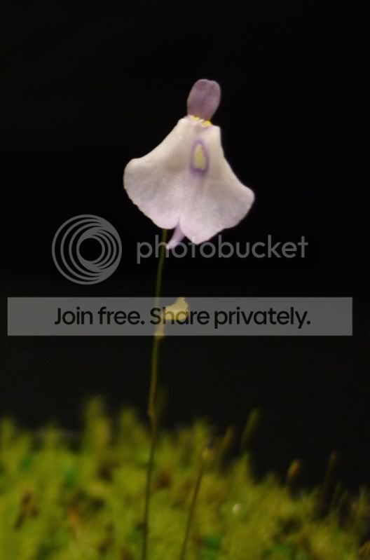Upubescensfront043011RS.jpg