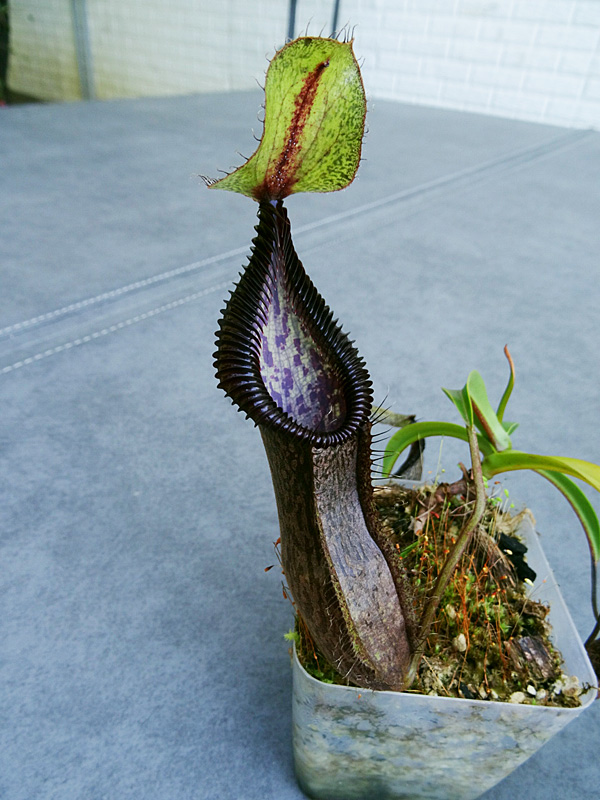 nepenthes-singalana-x-hamata.jpg