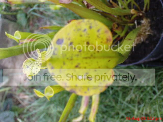 sarracenia034.jpg