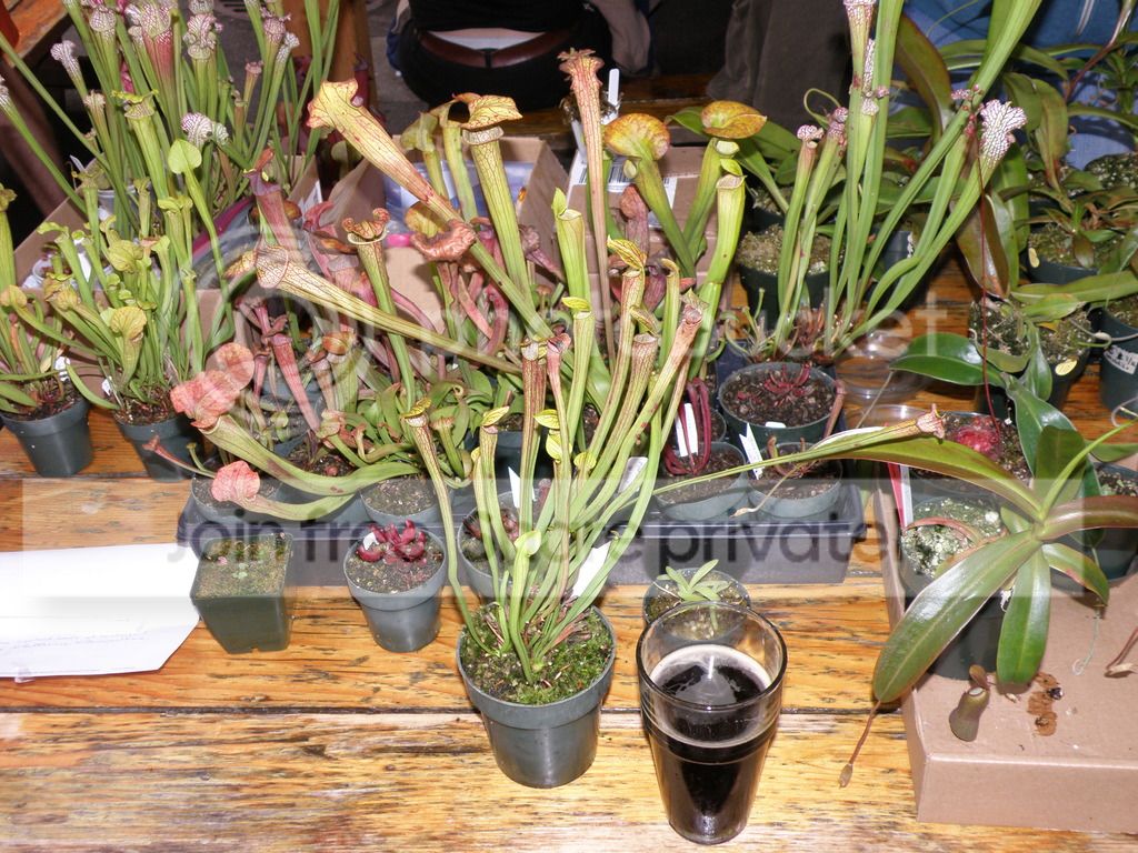PA087854.jpg