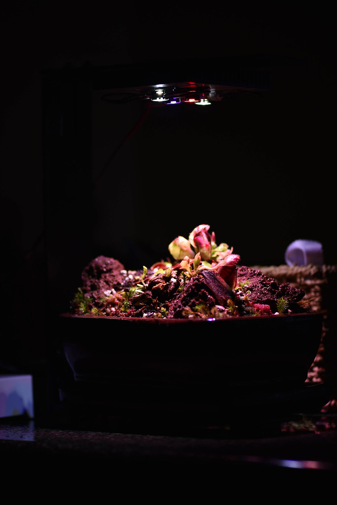 22809915098_3f5a71c9b7_b.jpg