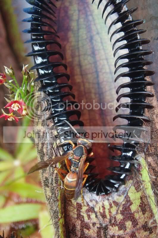 Wasp-hamata1RS.jpg