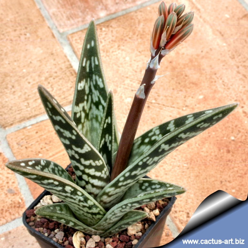 Aloe_variegata_buds_810.jpg