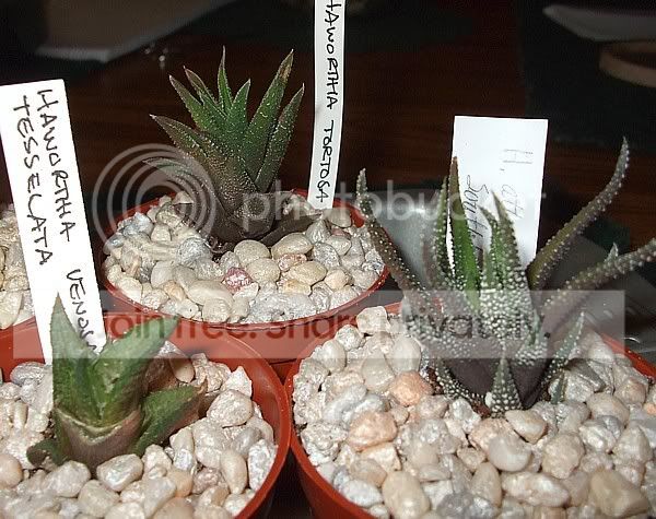 newcactisucculents004.jpg