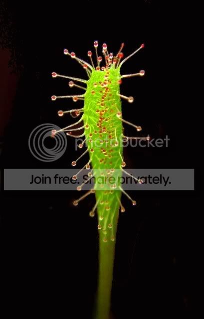 sundew_lamina.jpg