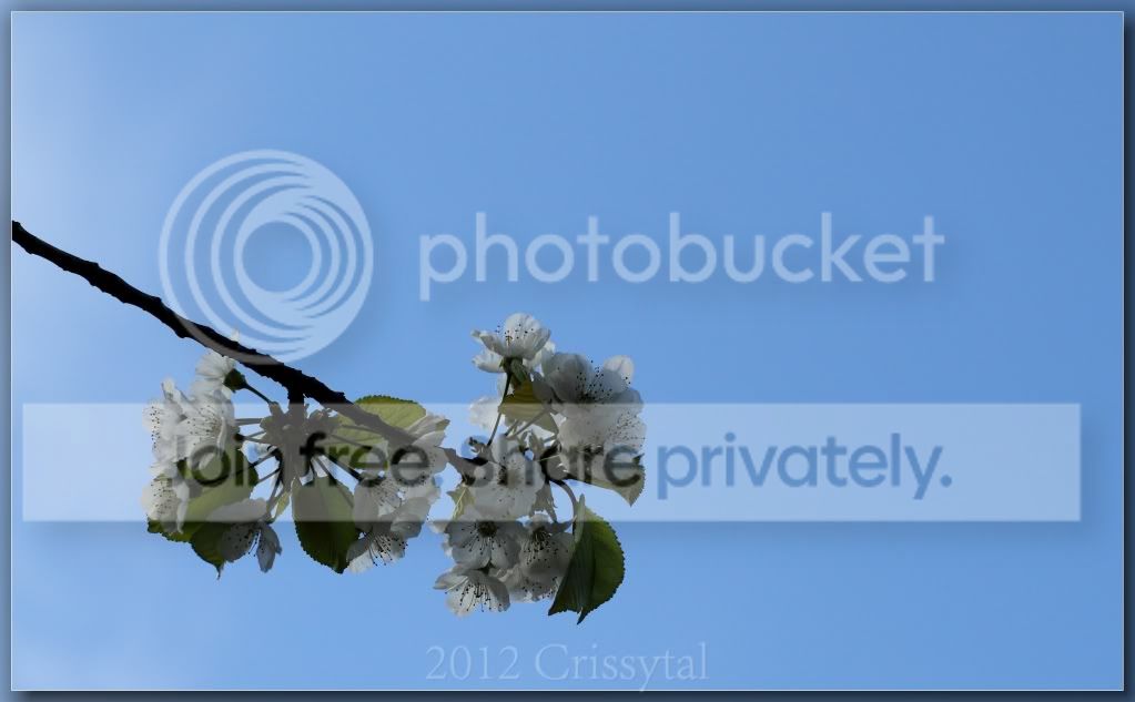 cherry-flowers-sky-yas50f14_hf.jpg