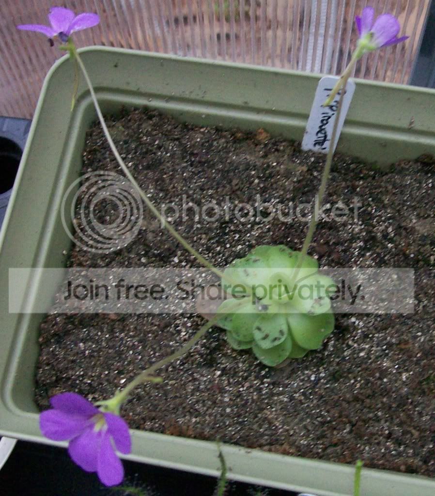 CarnivorousPlants031.jpg