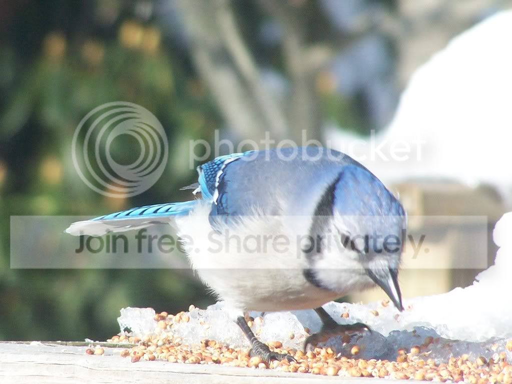 birds029-1.jpg