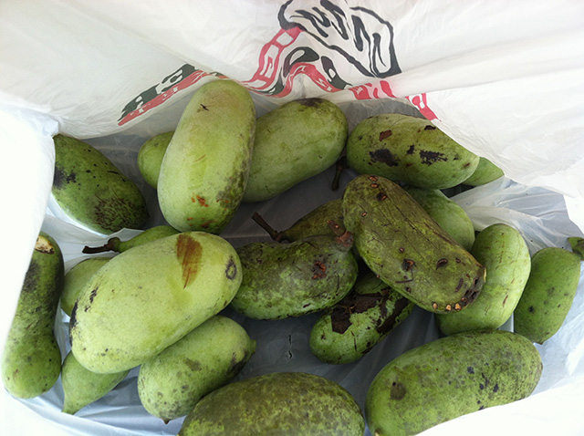 pawpaw.jpg