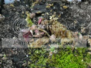 DSCN0303-1.jpg