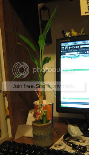 bamboo2.png