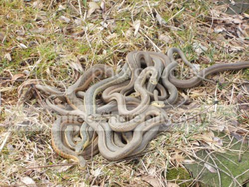 snakes_4-4-11.jpg