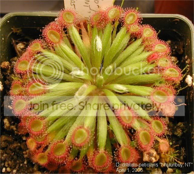 dilatato-petiolaris040106.jpg