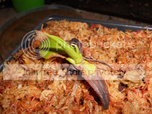 Nnorthiana_4-26-11.jpg