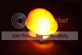 turtlelit.jpg
