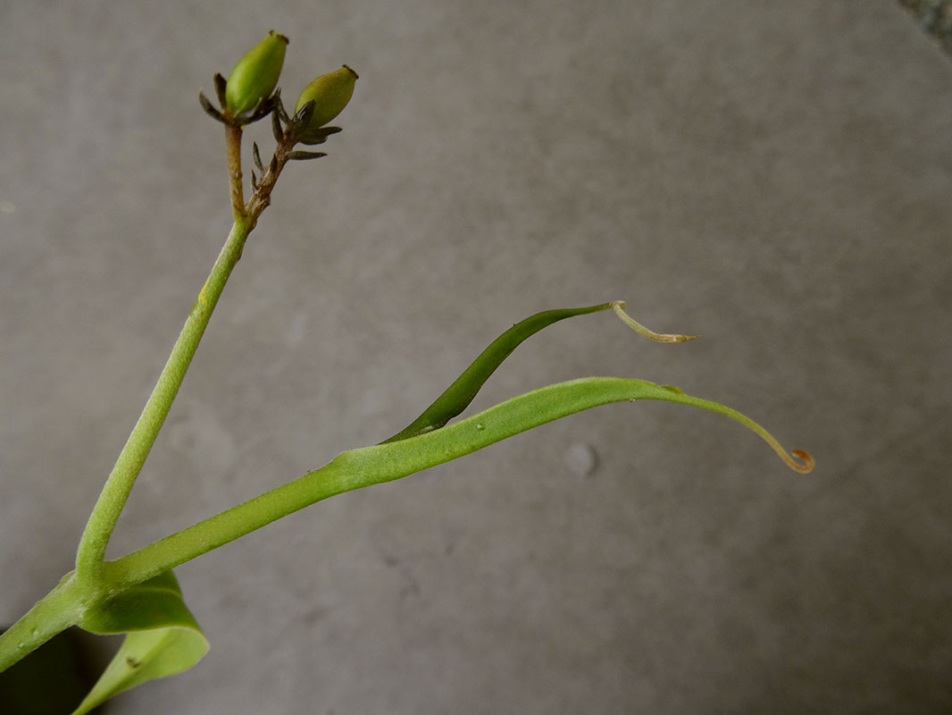 nepenthes-aristolochioides-flower.jpg