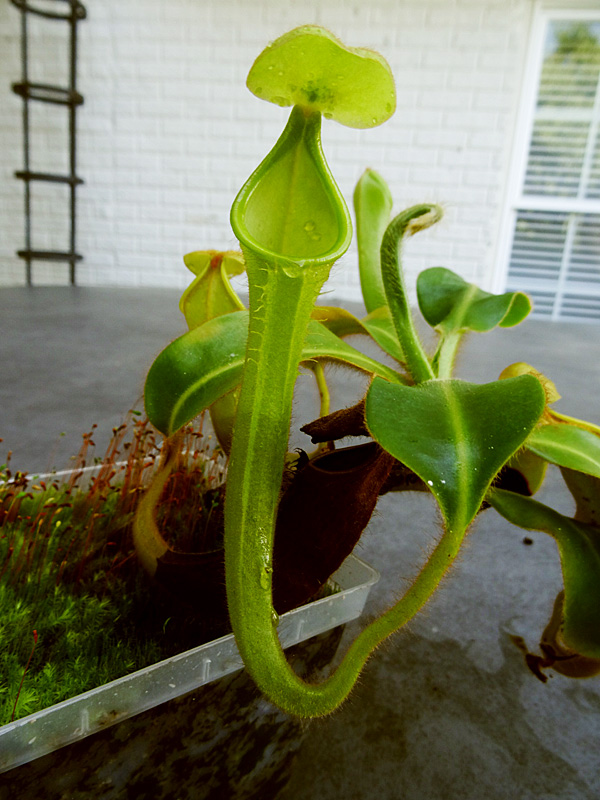 nepenthes-chaniana.jpg