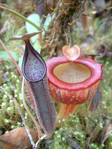 N._jamban_and_N._lingulata2.jpg