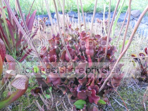 Spurpurea_8-21-12.jpg
