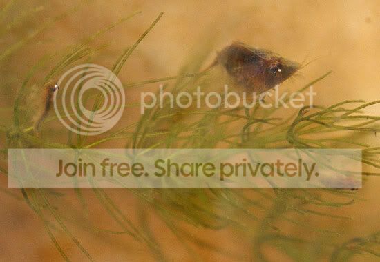 triops-010.jpg